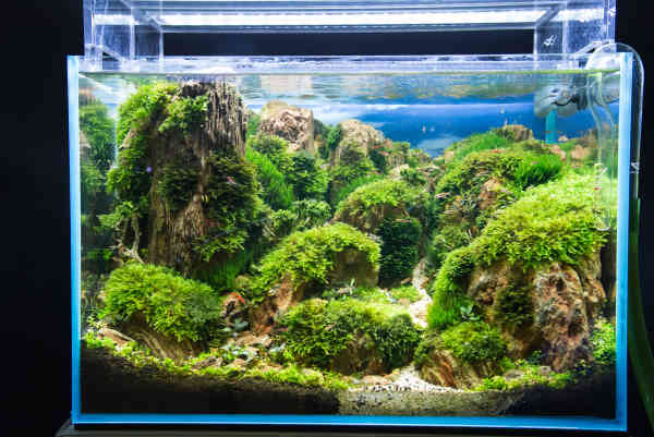 Aquarium Belechtung Pflanzen