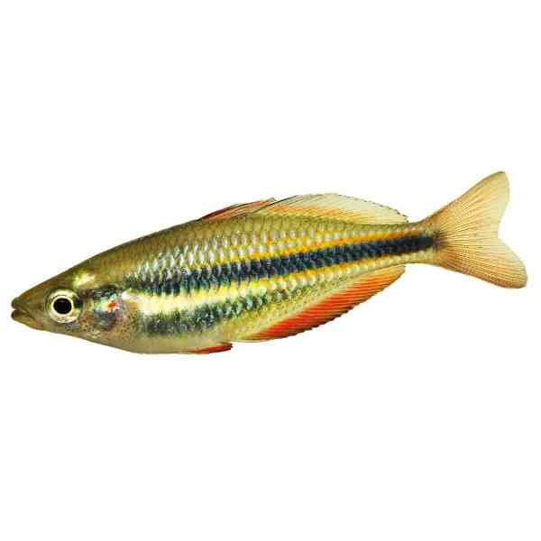 Ährenfische - Regenbogenfische
