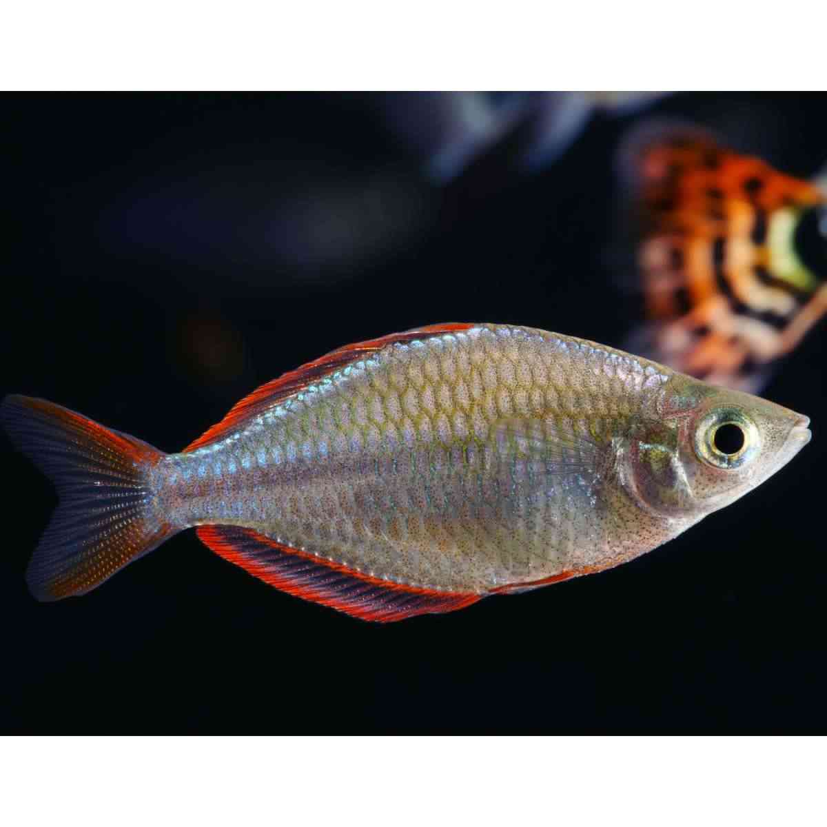 Ährenfische kaufen - Boesemans Regenbogenfisch