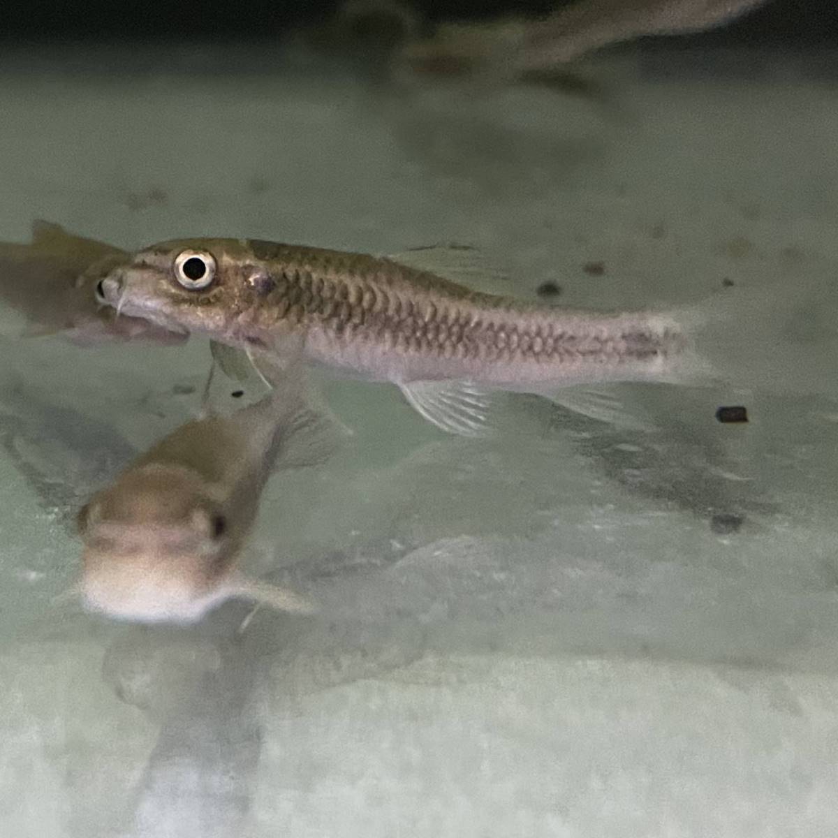Ceylon-Saugbarbe Garra ceylonensis aquarium fisch