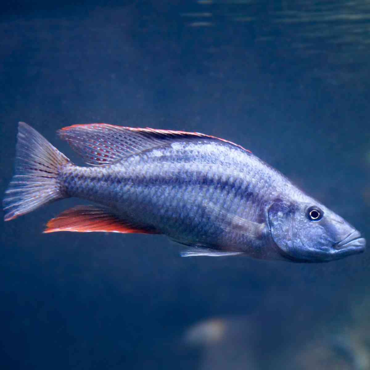 Buntbarsche Cichliden kaufen - Messerbuntbarsch Dimidiochromis compressiceps