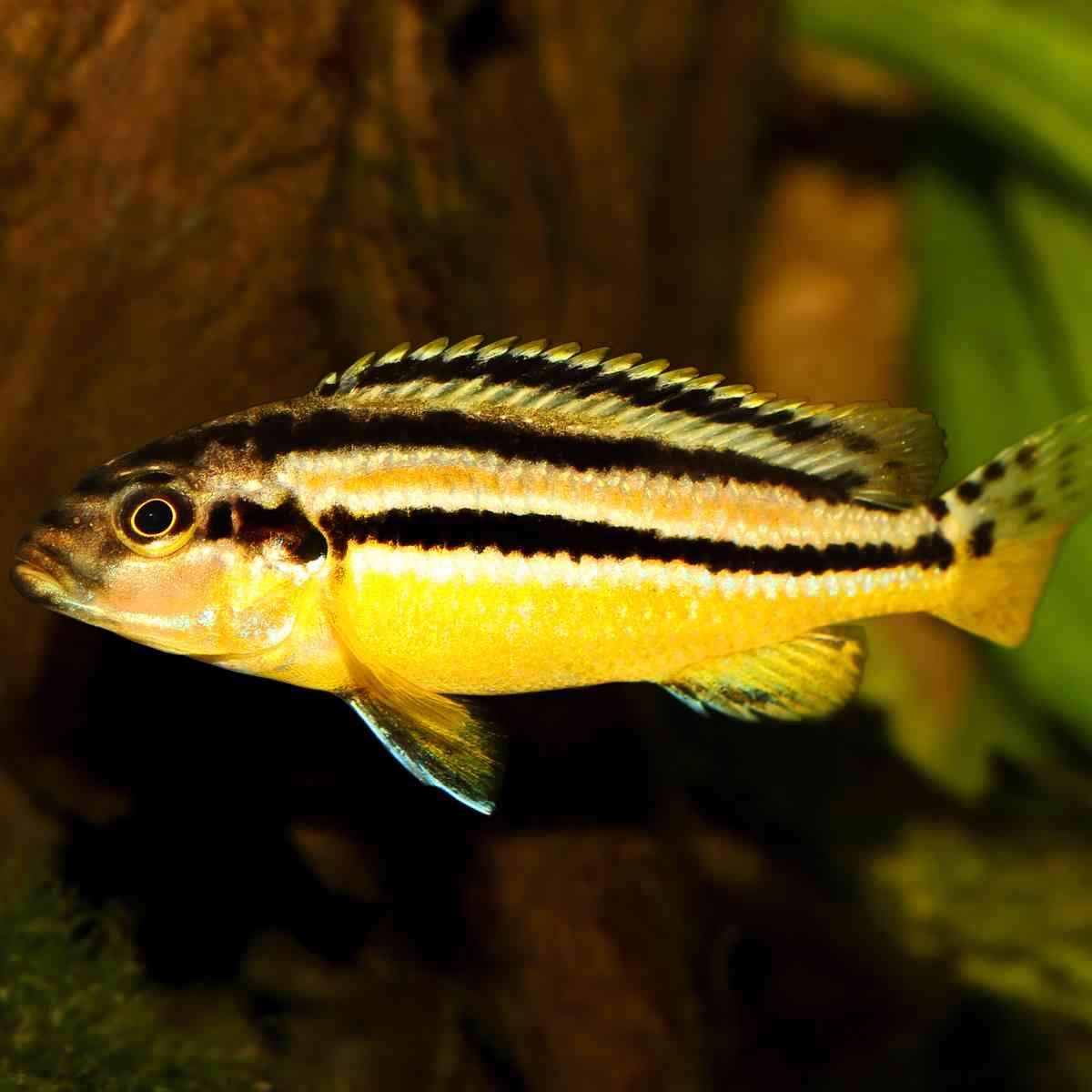 Buntbarsche Cichliden kaufen - Türkisgoldbarsch Melanochromis auratus