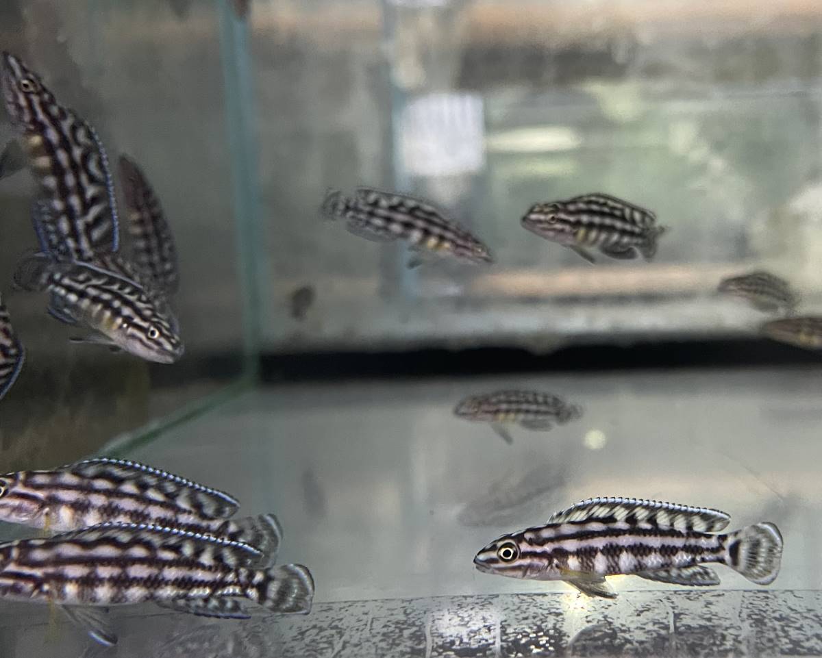 Schachbrett-Schlankcichlide Julidochromis marlieri aquarium fisch