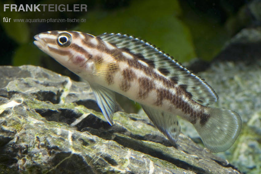 Schachbrett-Schlankcichlide Julidochromis marlieri online kaufen