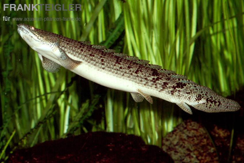 Schmuck-Flösselhecht Polypterus ornatipinnis Fisch