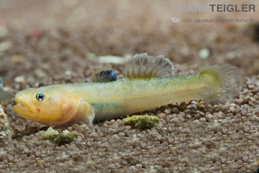 Wüstengrundel Gold Chlamydogobius eremius für dein Aquarium online kaufen