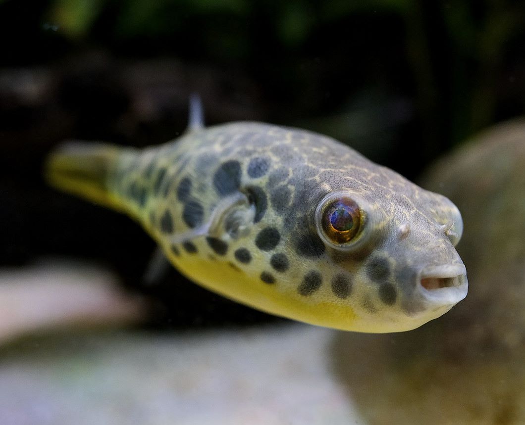 Leopardkugelfisch Tetraodon schoutedeni online
