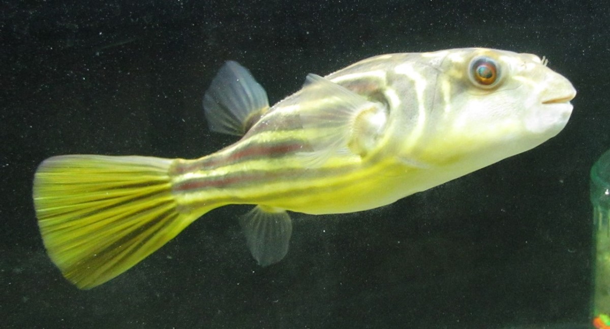  Nilkugelfisch - Tetraodon fahaka