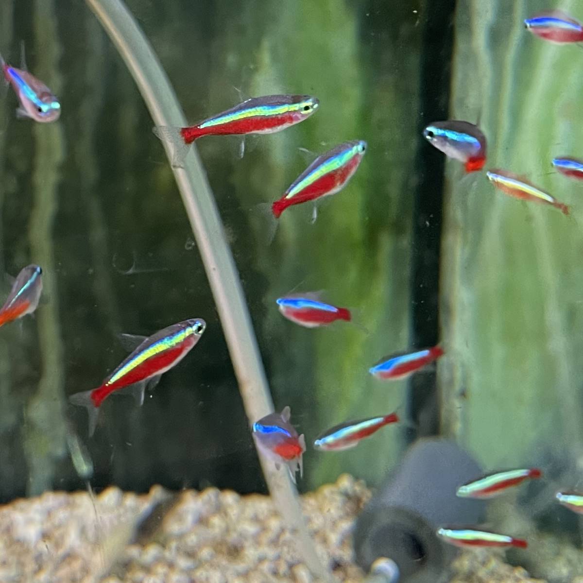 Roter Neon Parcheirodon axelrodi aquarium fisch
