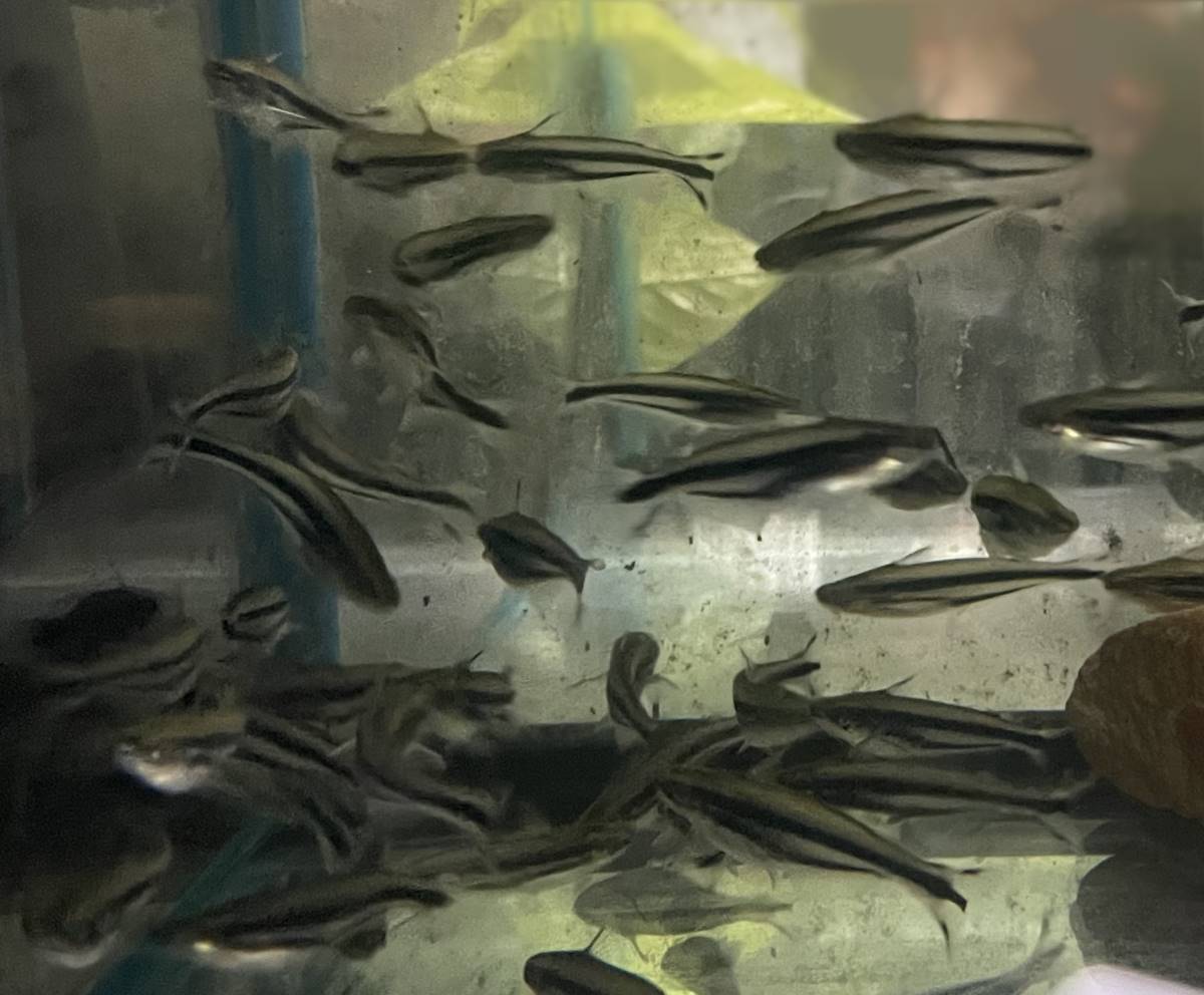 Streifenglaswels Etropiella debauwi aquarium fisch