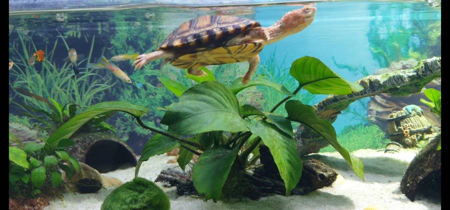 Wasserschildkröten Aquarium mit Fischen