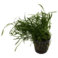 Neuseeland-Graspflanze Lilaeopsis novae-zelandiae