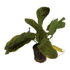 Ozelot-Schwertpflanze Echinodorus Ozelot "Green"