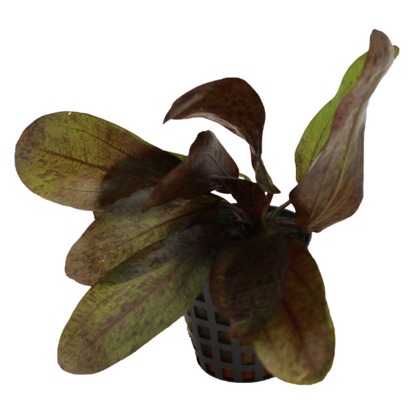 Ozelot-Schwertpflanze Echinodorus Ozelot "Red"