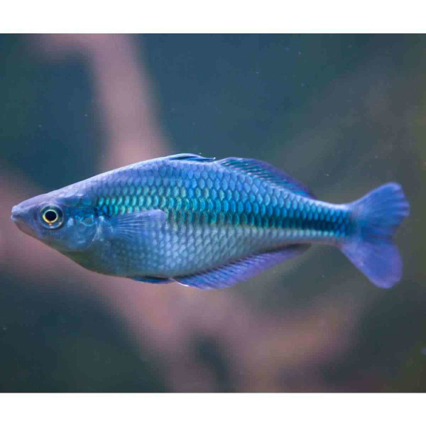 Blauer Regenbogenfisch Melanotaenia Lacustris