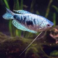 Fadenfisch Blau Trichogaster trichoptertus