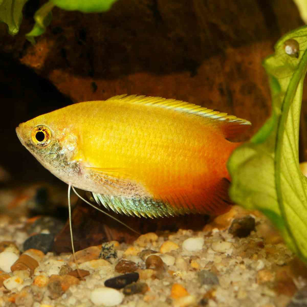 Honiggurami gelb-rot Trichogaster chuna