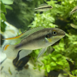 Purpurprachtbarsch Pelvicachromis pulcher