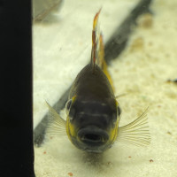 Purpurprachtbarsch Pelvicachromis pulcher