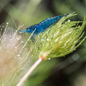 Blaue Garnele Neocaridina davidi