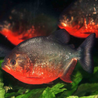 Roter Piranha Serrasalmus nattereri pygocentrus