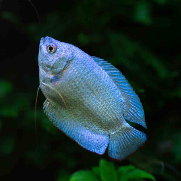 Zwergfadenfisch Kobaltblau Trichogaster lalius