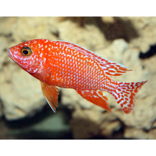 Roter Kaiserbuntbarsch Aulonocara sp. "Fire Fish"