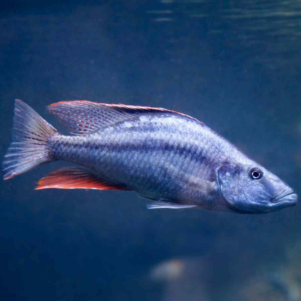 Messerbuntbarsch Dimidiochromis compressiceps
