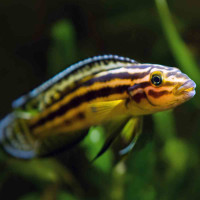 Schlankcichlide Julidochromis regani