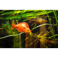 Roter Regenbogenfisch Glossolepis incisus