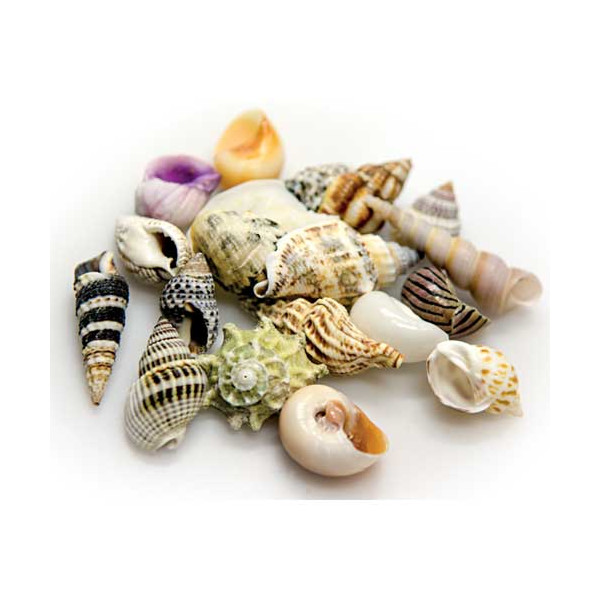 HOBBY Sea Shells Set versch. Mengen
