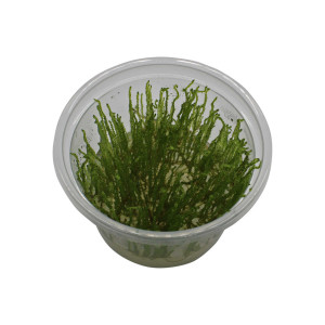 In Vitro Giant Moss Taxiphyllum "Flame Moss"