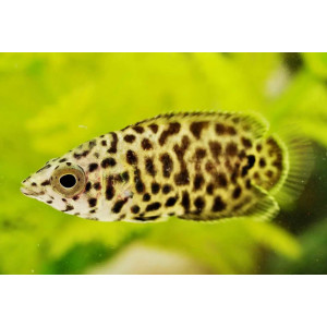 Leopard-Buschfisch Ctenopoma acutirostre