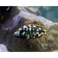 Schläfer Nimbochromis livingstonii
