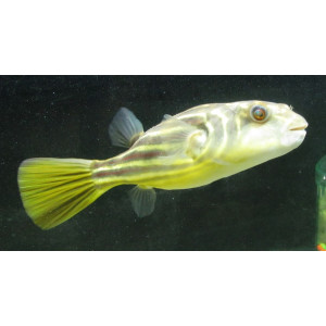 Nilkugelfisch Tetraodon fahaka