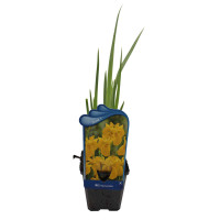 Verschiedenfarbige Schwertlilie Iris versicolor