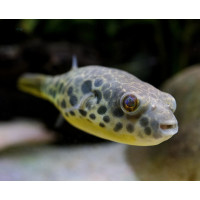 Leopardkugelfisch Tetraodon schoutedeni