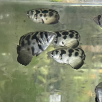 Zebra-Schützenfisch Toxotes blythii