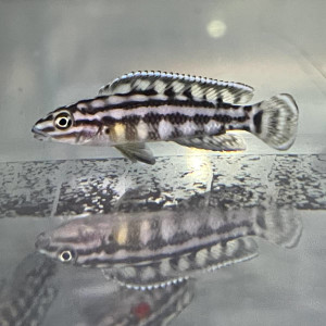 Schachbrett-Schlankcichlide Julidochromis marlieri
