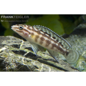 Schachbrett-Schlankcichlide Julidochromis marlieri