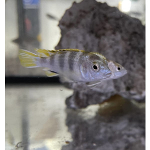 Perlmutt-Labidochromis Labidochromis Perlmutt